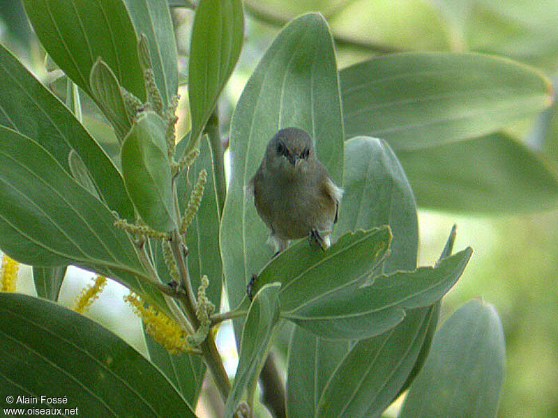 Reunion Grey White-eye