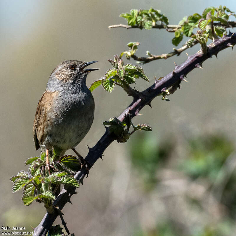 Dunnock, song