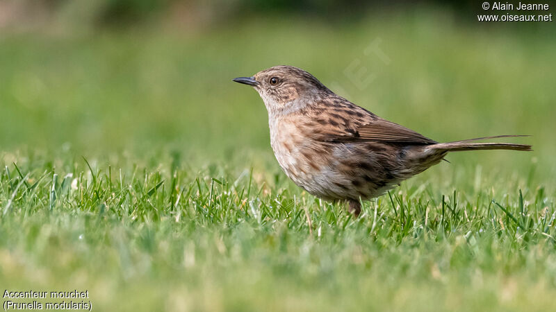 Dunnock