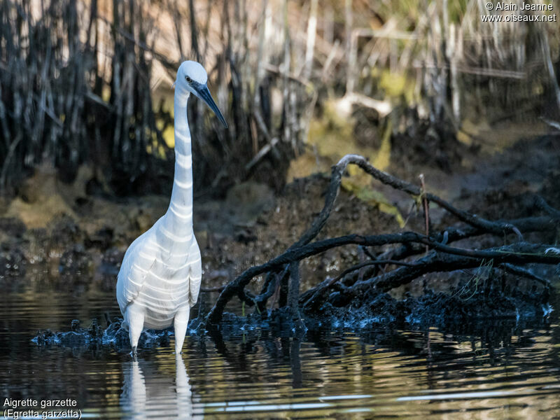 Aigrette garzetteadulte, pêche/chasse