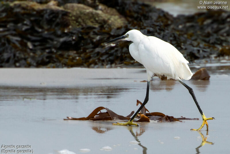 Aigrette garzette, marche