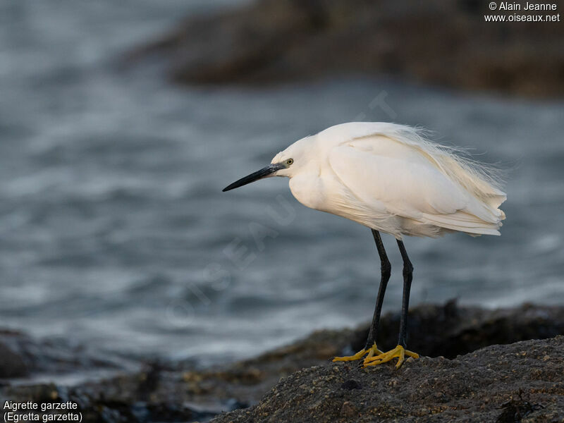 Aigrette garzette