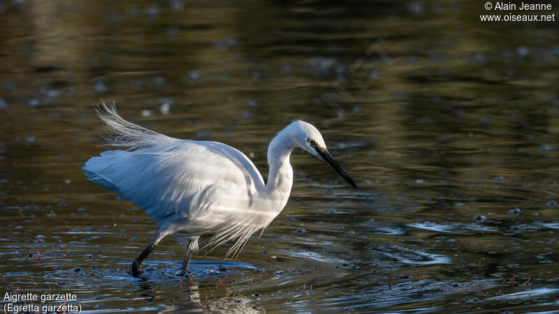 Aigrette garzette, pêche/chasse