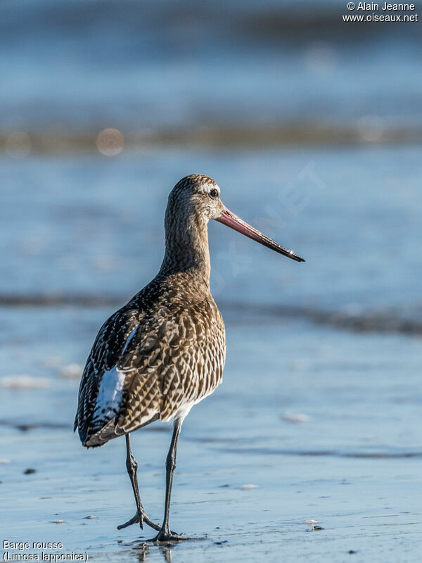 Bar-tailed Godwitadult, close-up portrait, walking