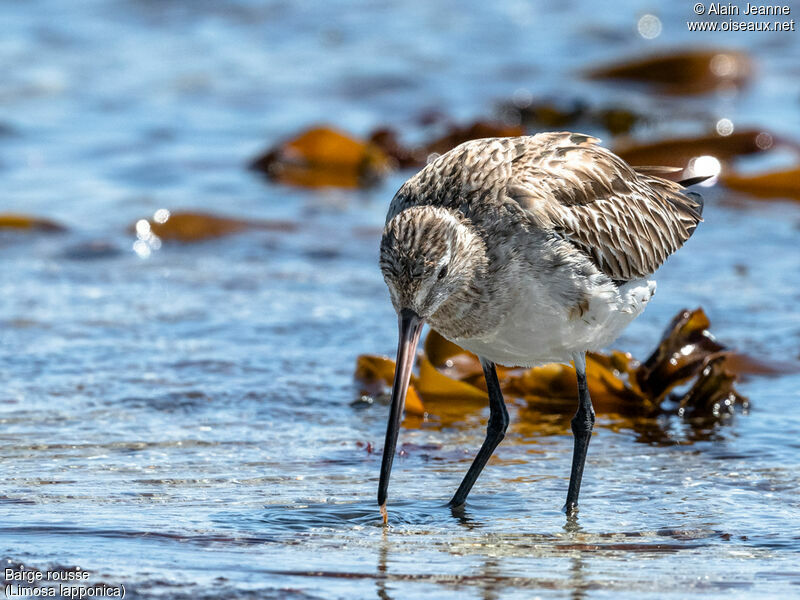 Bar-tailed Godwitadult, walking, eats