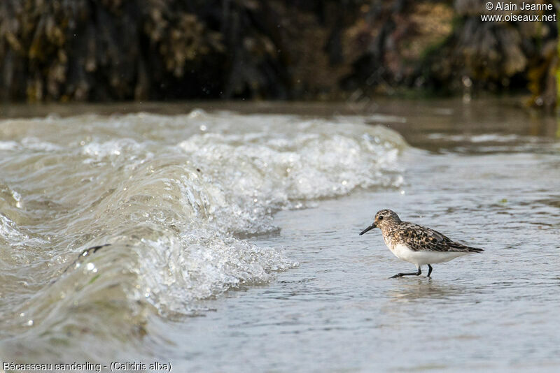 Bécasseau sanderling