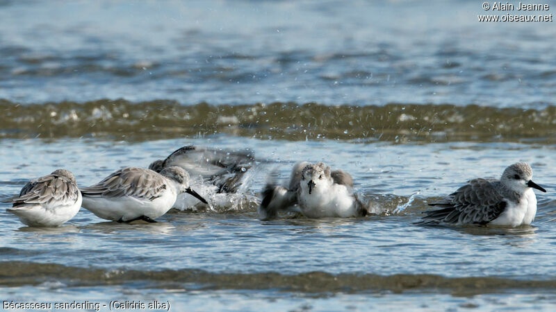 Bécasseau sanderling