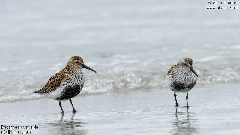 Bécasseau variableadulte nuptial, identification