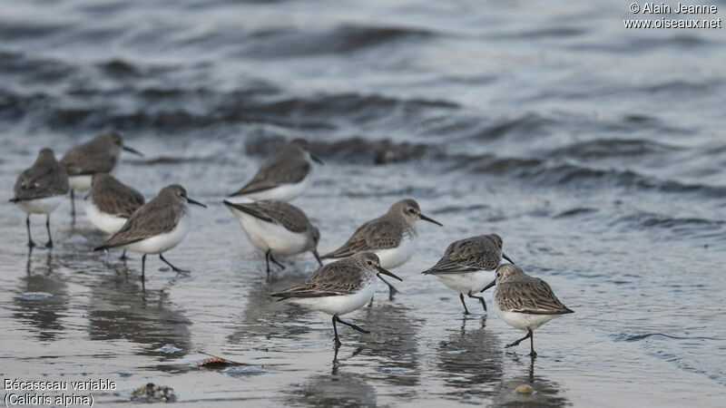 Dunlin, eats