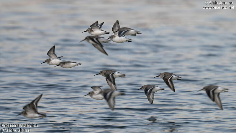 Dunlin, Flight