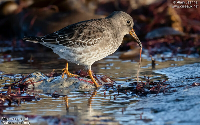 Purple Sandpiper, eats