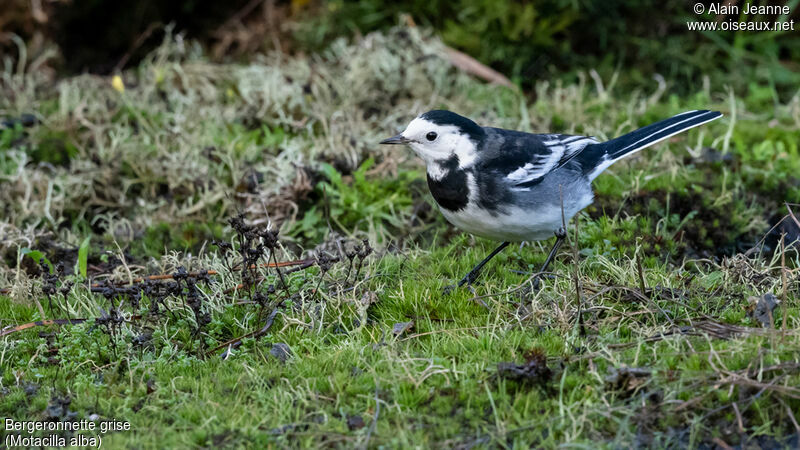 White Wagtail