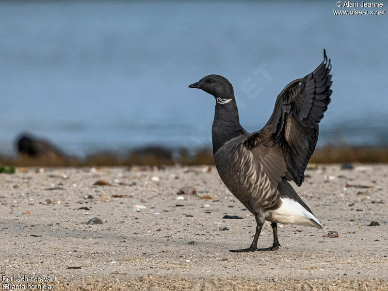 Brant Gooseadult, close-up portrait