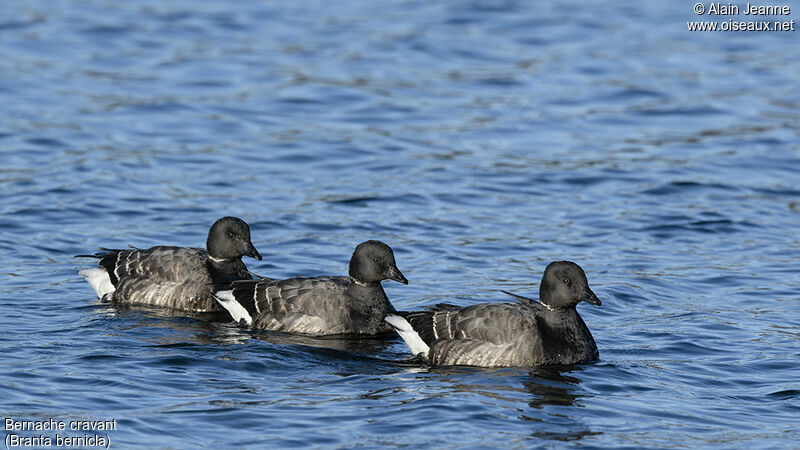 Brant Goose, swimming