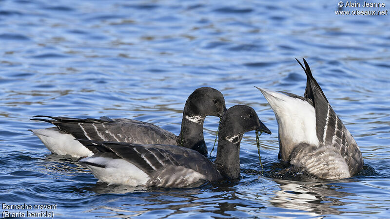 Brant Goose, swimming, eats