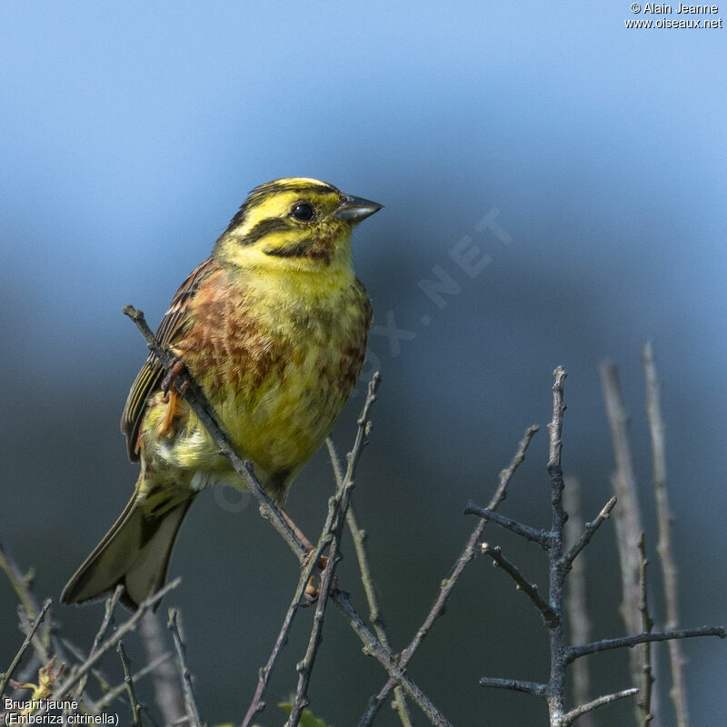 Bruant jaune mâle, portrait