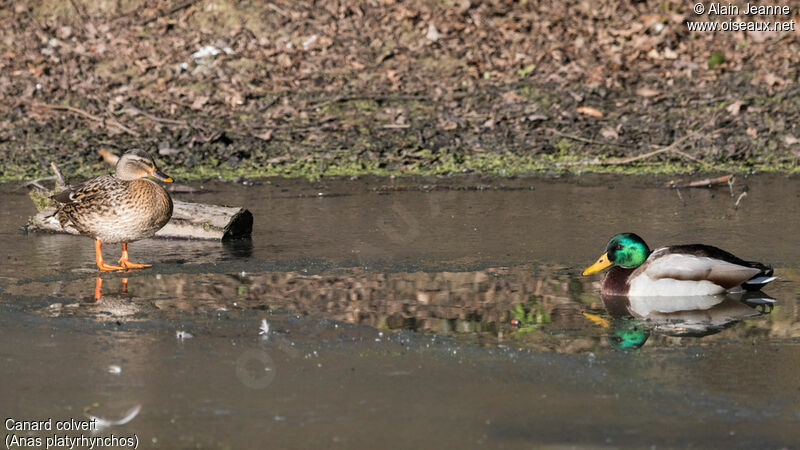 Mallardadult