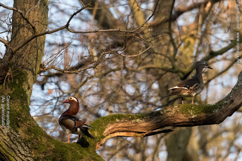 Canard mandarin, Comportement