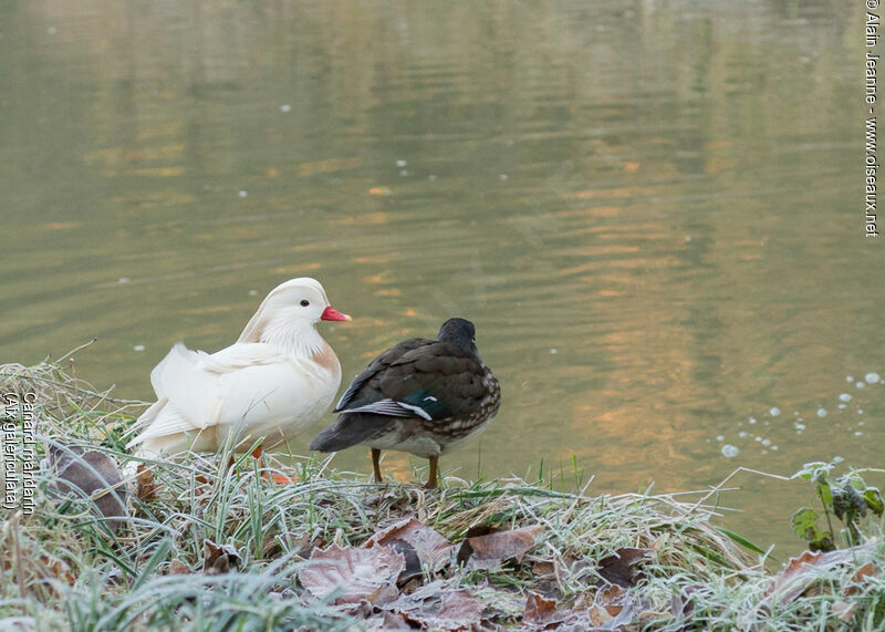 Canard mandarin