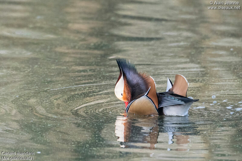 Canard mandarin mâle, nage, parade