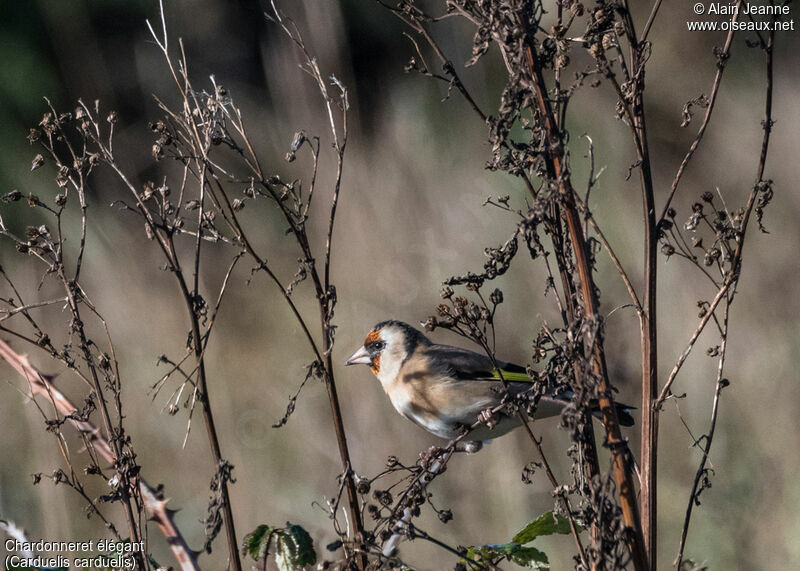 Chardonneret élégant, mange