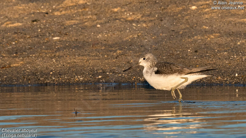 Common Greenshankadult post breeding