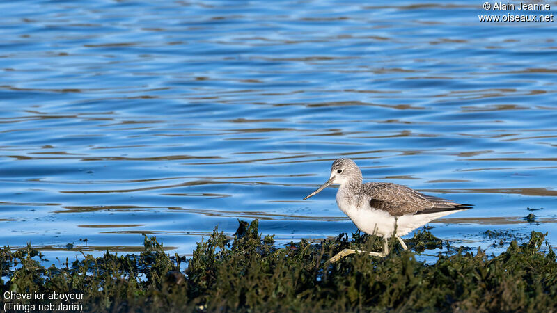 Common Greenshankadult, eats