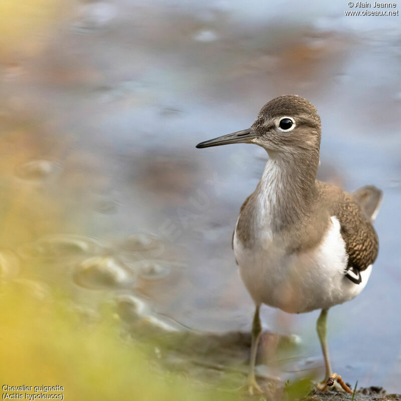 Common Sandpiper