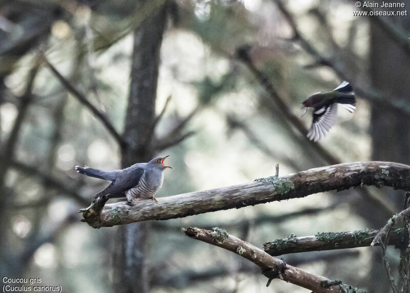 Common Cuckoo