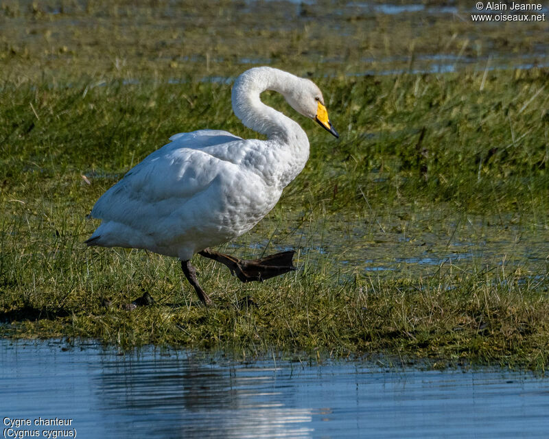 Cygne chanteur, marche