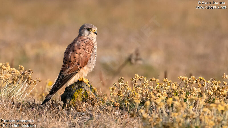 Common Kestreladult, identification