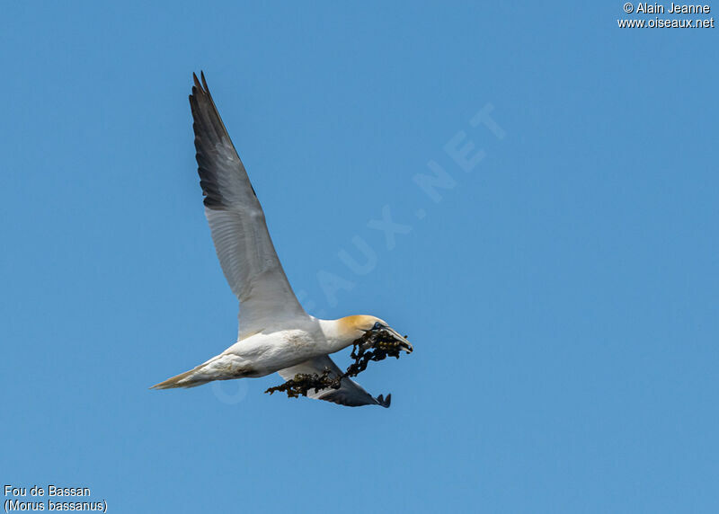 Northern Gannet, Flight