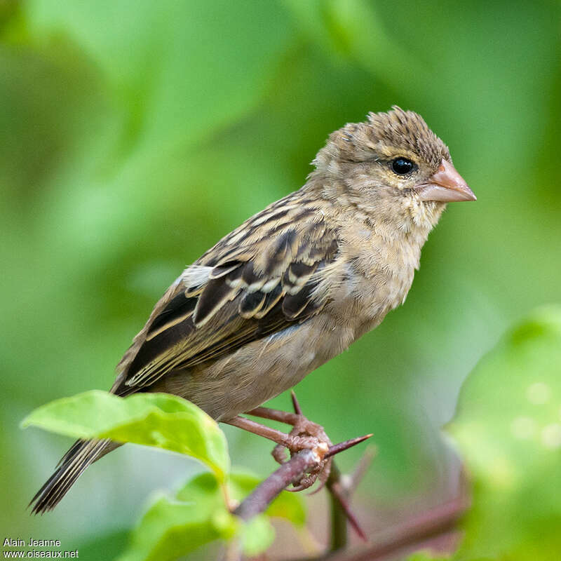 Foudi rouge femelle adulte, identification