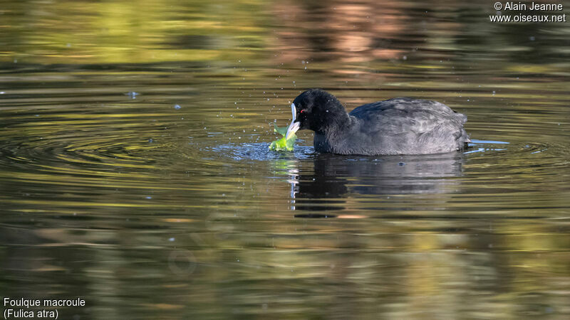 Eurasian Coot, eats