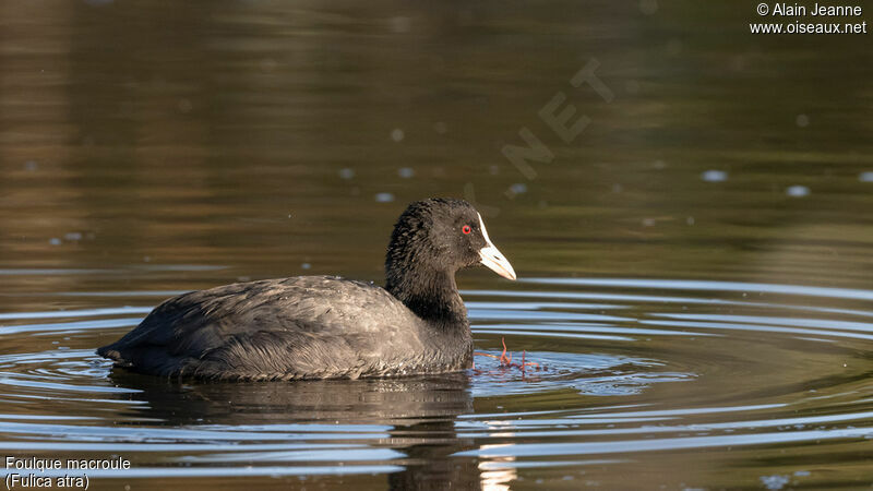 Eurasian Coot, eats