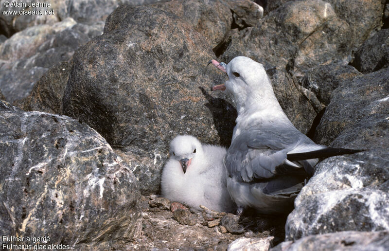 Fulmar argenté, Nidification