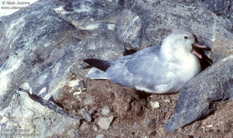 Fulmar argenté