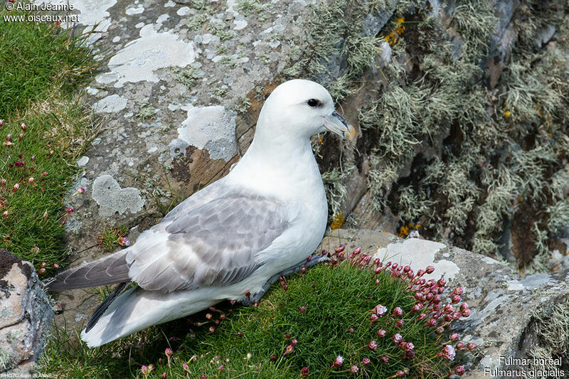 Fulmar boréal