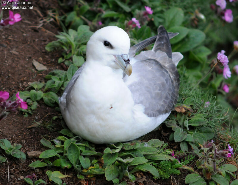 Fulmar boréal