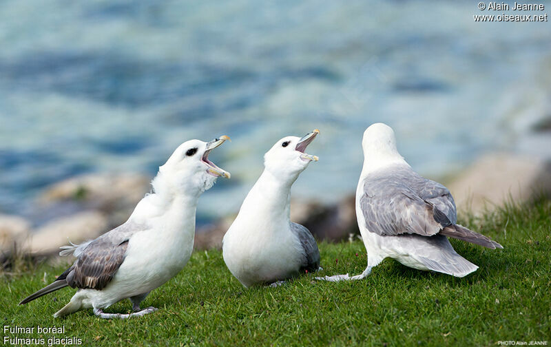 Fulmar boréal