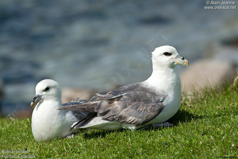 Fulmar boréal