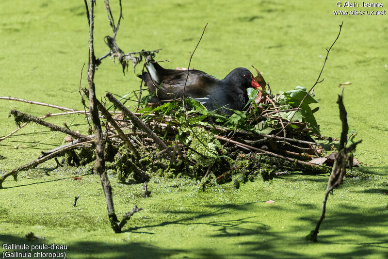 Gallinule poule-d'eau, Nidification