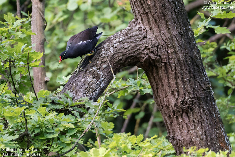 Common Moorhen, Reproduction-nesting