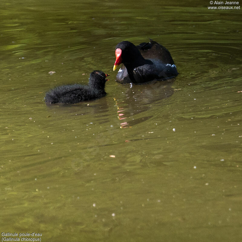 Common Moorhen