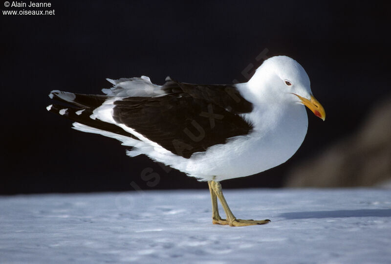 Kelp Gull