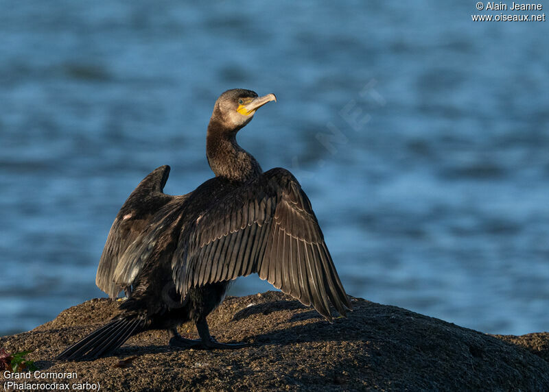 Great Cormorant