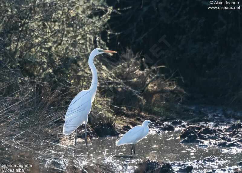 Grande Aigrette, portrait