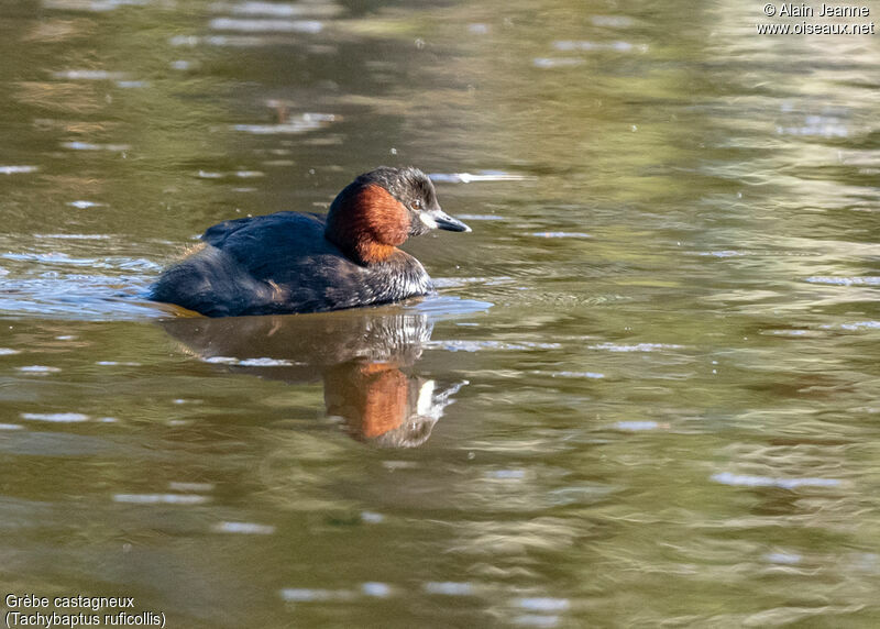 Little Grebeadult breeding, close-up portrait, swimming