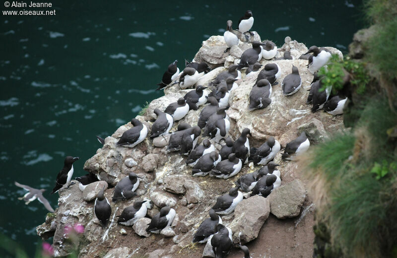 Guillemot de Troïl