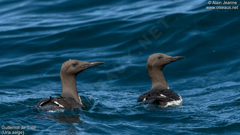 Guillemot de Troïl, nage